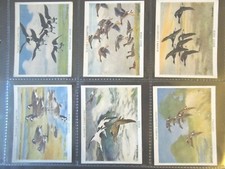 1937 Giocatore Wildfowl