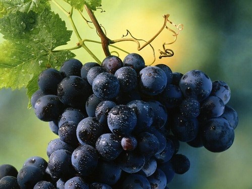 Vitis labrusca uva fragola - -,