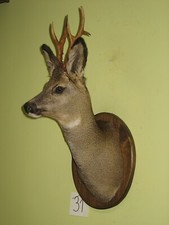 Roe deer head (no. 31) on the