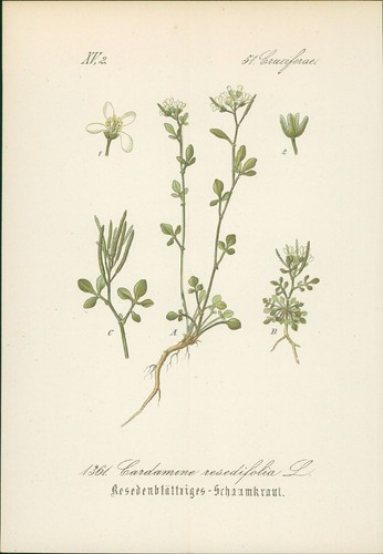 Chromolithographie - ,