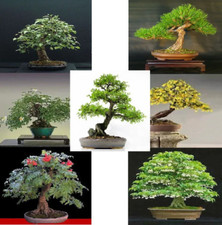 Collezione di semi bonsai