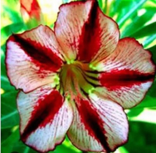 Semi adenium obesum - di,