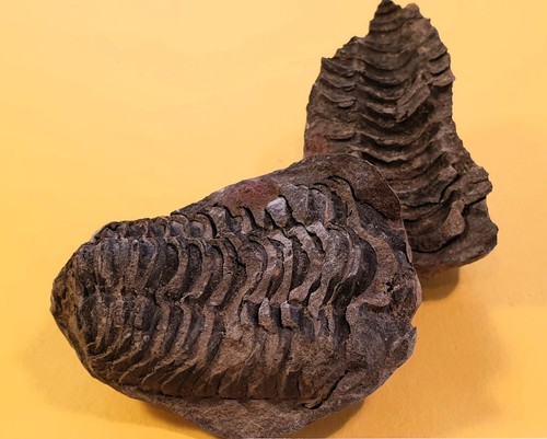 Fossile trilobite cod 05 - fossile,