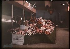 5 autocromatici 9X 12 cm