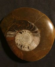 Goniatite Ammonite Fossil