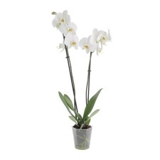 Kentis orchidea phalaenopsis - kentis,