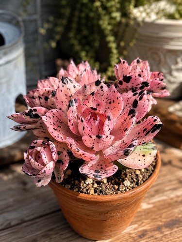 Sale2136 echveria rosa kusu - sale2136,