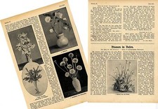 Blumen in Vasen *  Beitrag v
