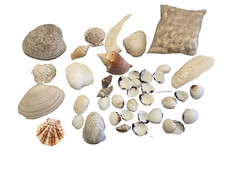 Conchiglie Marine Life Ocean