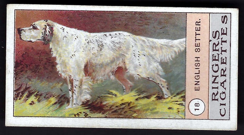 Edwards ringer bigg dogs - ringer,