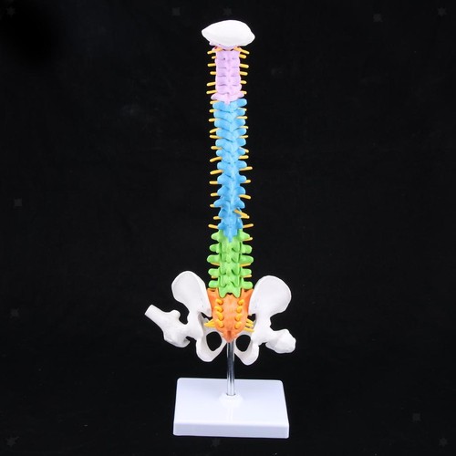 Modello colonna vertebrale - modello,