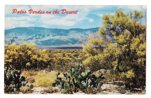 Alberi palo verde - ,
