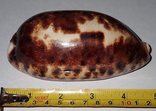 120 forma enorme grassa - 120, e