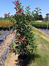 Photinia Fraseri Red Robin "Fotinia" da siepe PROMOZIONE 18 piante in vaso 2 lt
