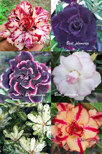 Nuovo adenium obesum rosa - adenium,