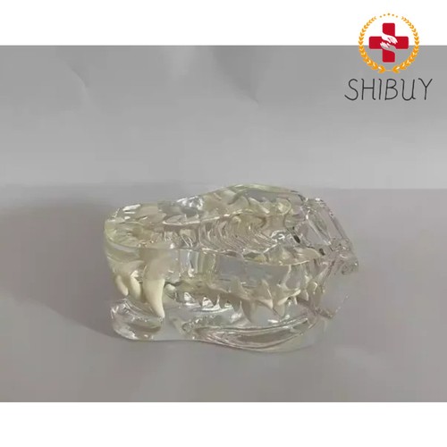 Modello denti cane - ,