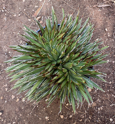 Agave filifera crestata - filifera,