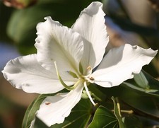 Bauhinia variegata candida |