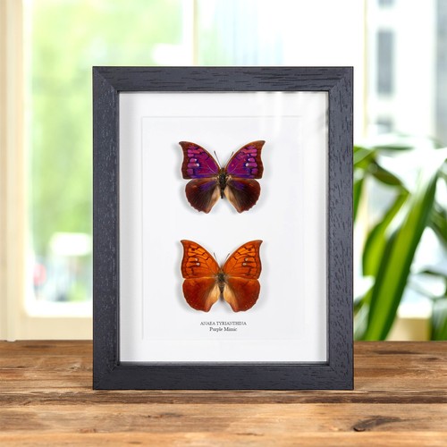 Purple mimic butterfly male - male, &