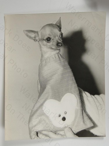 Chihuahua dog allitot tigny - chihuahua,
