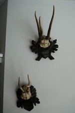 Corna di capriolo da trofeo