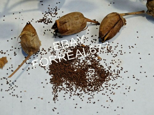 Rarissimo tabacco aromatico - tabacco,
