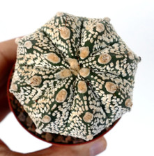 Astrophytum cv ONZUKA x