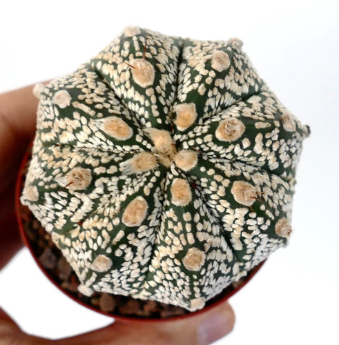 Astrophytum onzuka x - onzuka,