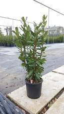 Alloro laurus nobilis vaso - alloro,