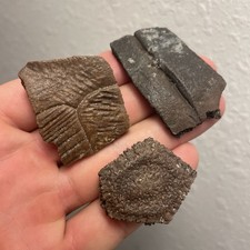 Fossili dell'era glaciale