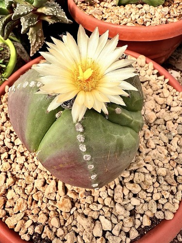 Pianta cactus astrophitum - pianta,