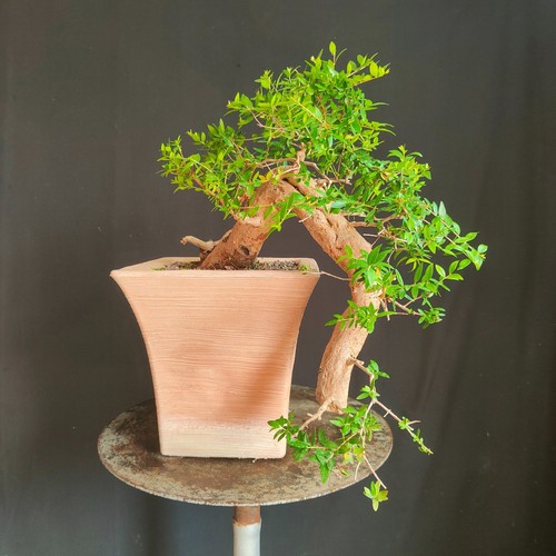 Pre bonsai semi cascata di - bonsai,