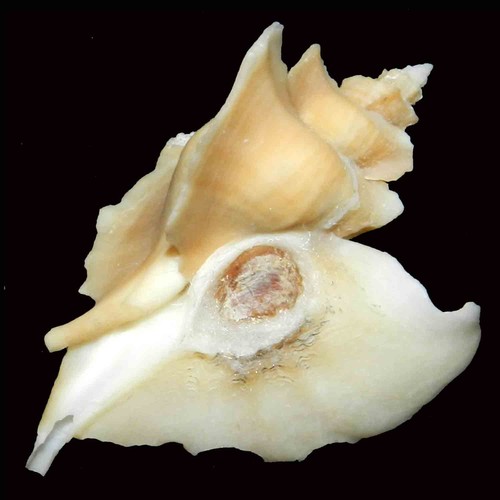 Pteropurpura esycha 43 - pteropurpura,