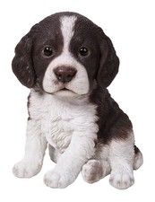 Springer Spaniel cucciolo cane