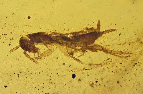 Blattodea dettagliata