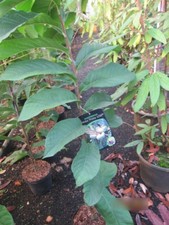 Asimina triloba prima 1216 - asimina,