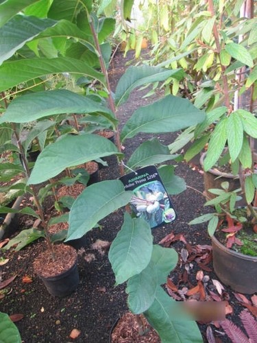 Asimina triloba prima - asimina,