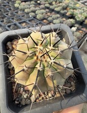 Copiapoa cinerea Self Roote