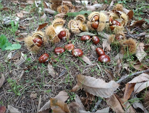 Castagne marroni dei - -,