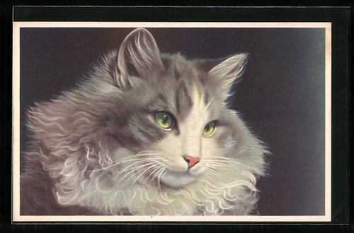 Ritratto gatto grigio e - ritratto, un