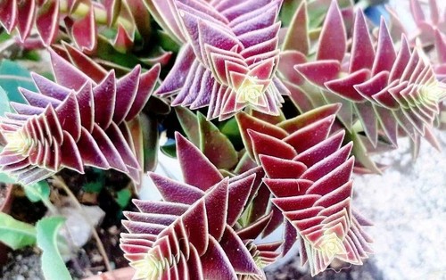Feuilles crassula - 8,