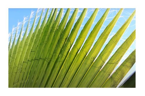 25x washingtonia robusta - 25x,