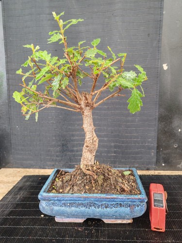 Bonsai quercia h - bonsai,