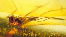 Ambra del Mar Baltico con RARA