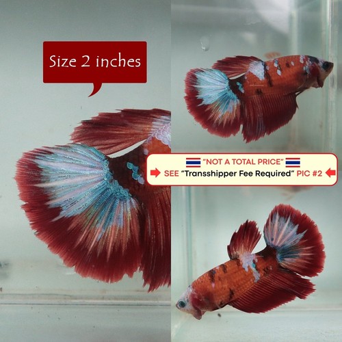 Live betta fish - live,