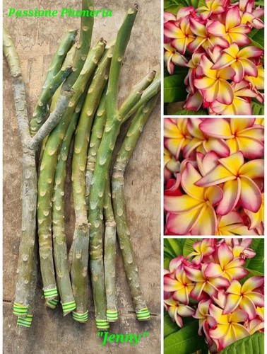 Talea plumeria - talea, di