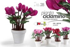Pianta ciclamino con - pianta,