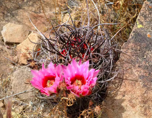 Echinocereus lindsayi rara