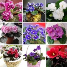 Mixed Fancy African Violet