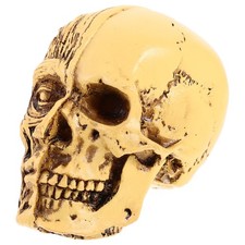  Adult Anatomy Human Skull